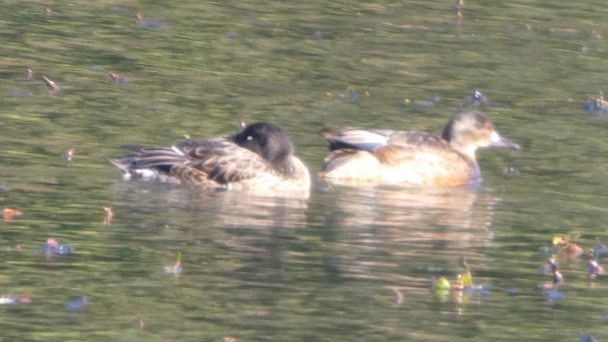 Falcated Duck - ML643987214