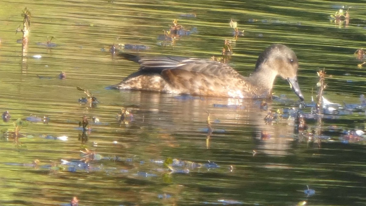 Falcated Duck - ML643987215