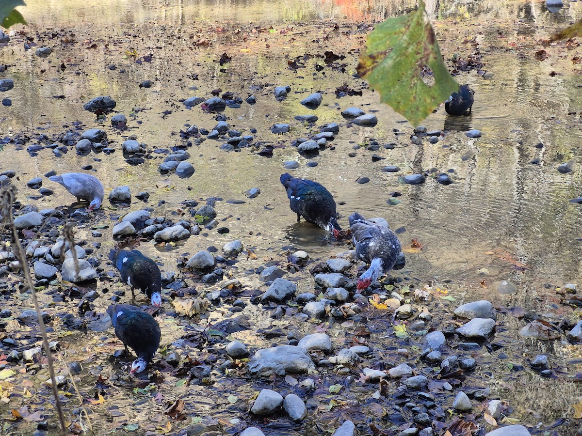 ノバリケン（家畜） - ML643987237