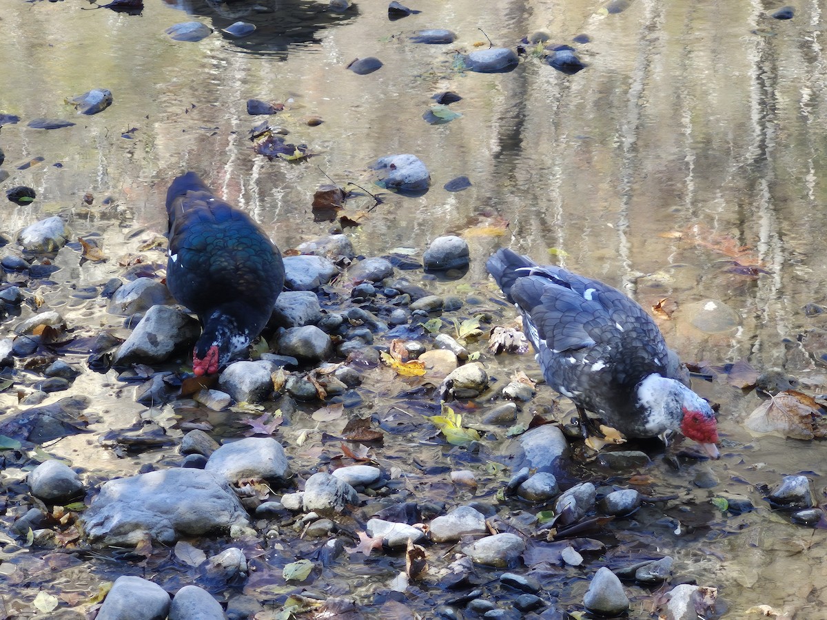 ノバリケン（家畜） - ML643987238