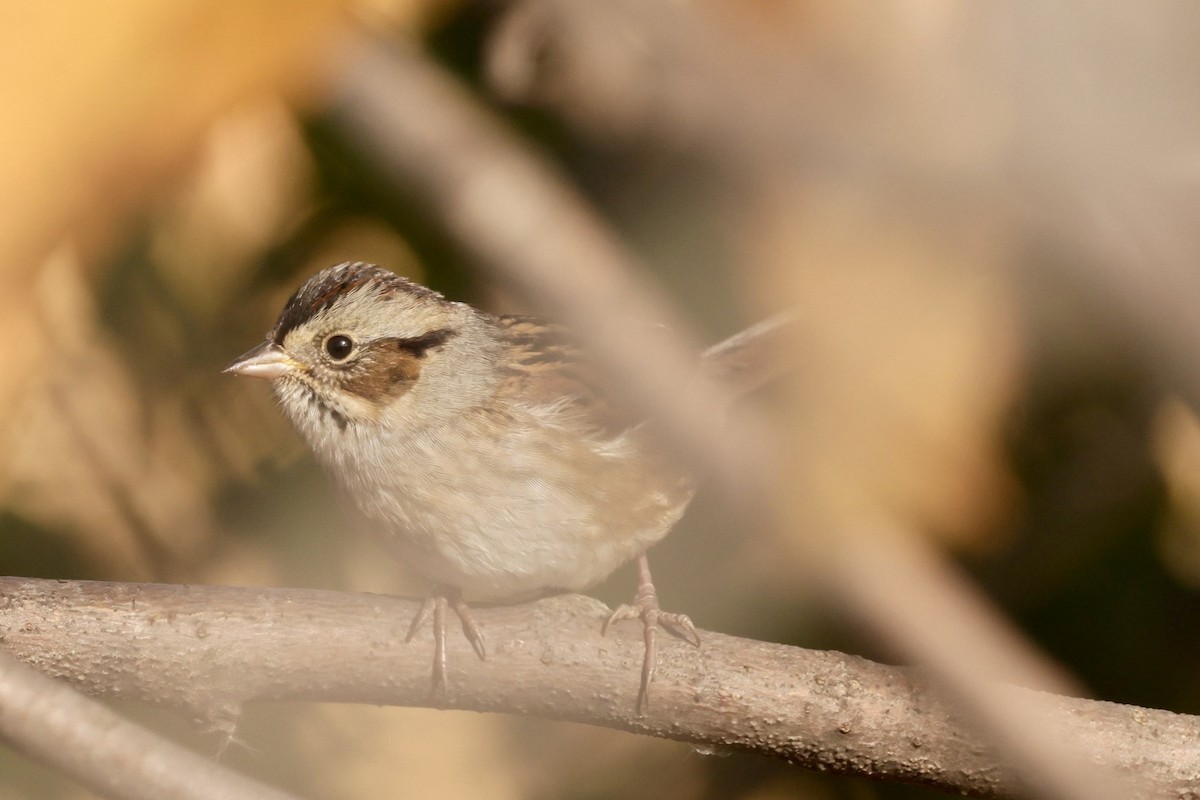 ヌマウタスズメ - ML643987265