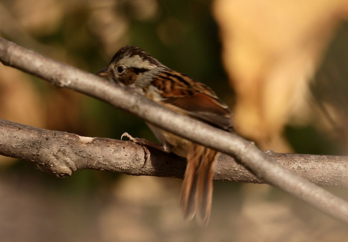 ヌマウタスズメ - ML643987267