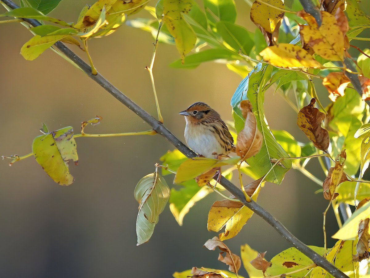 LeConte's Sparrow - ML643987274
