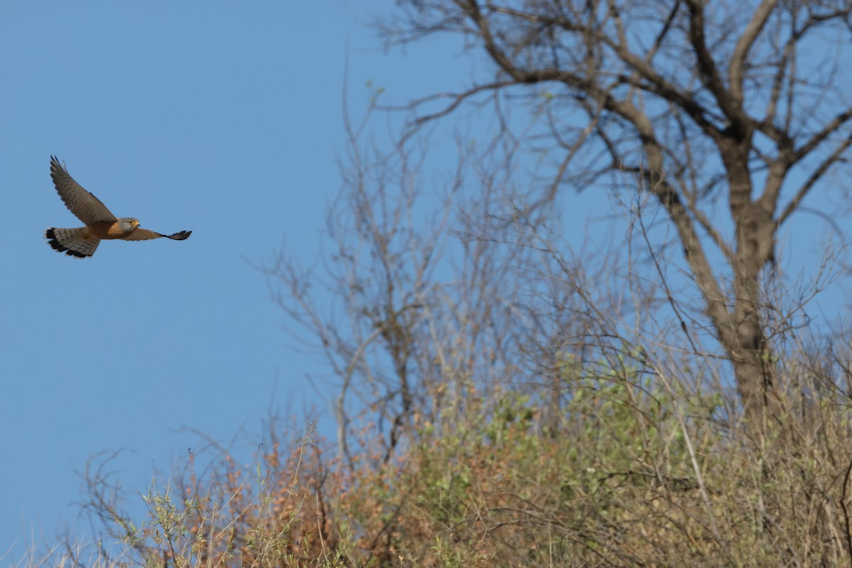 Rock Kestrel - ML643987284