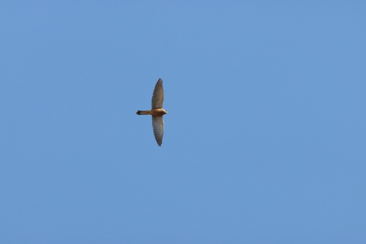 Rock Kestrel - ML643987285