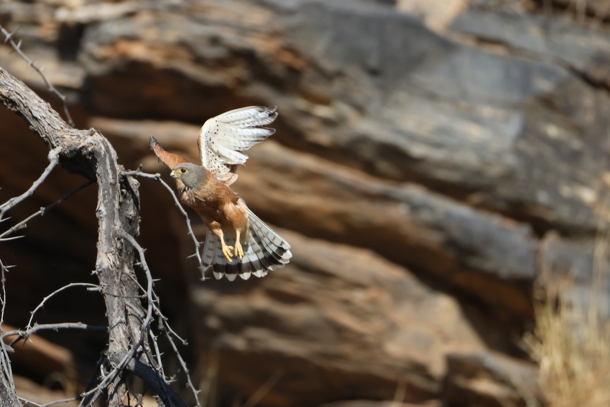 Rock Kestrel - ML643987286