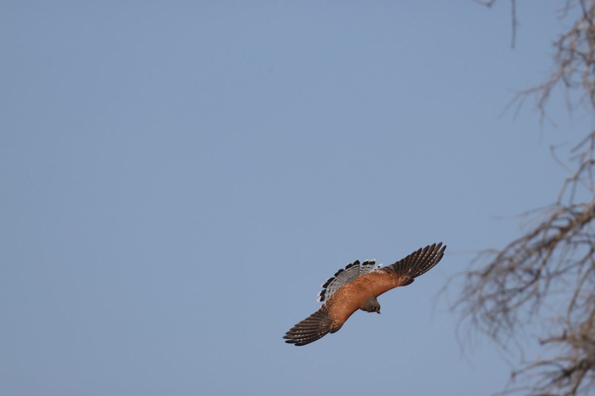 Rock Kestrel - ML643987288