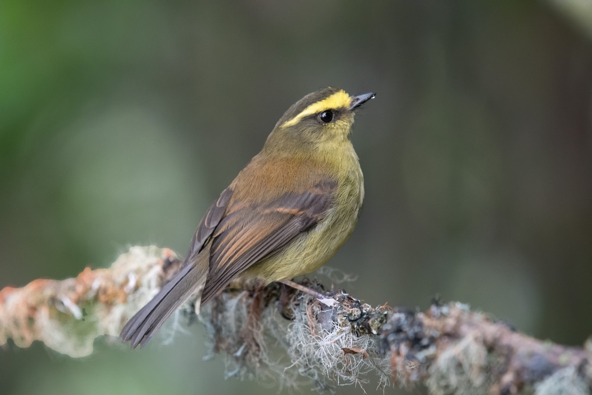 Yellow-bellied Chat-Tyrant - ML643987300