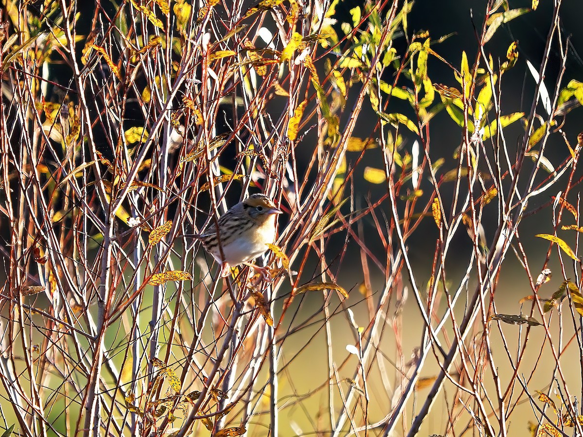 LeConte's Sparrow - ML643987301
