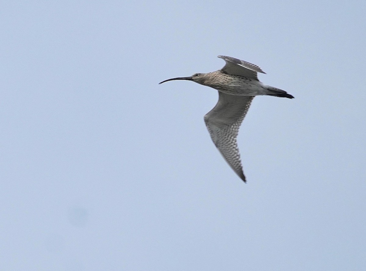 Eurasian Curlew - ML643987304