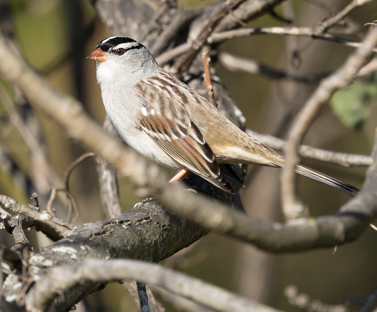 White-crowned Sparrow - ML643987318