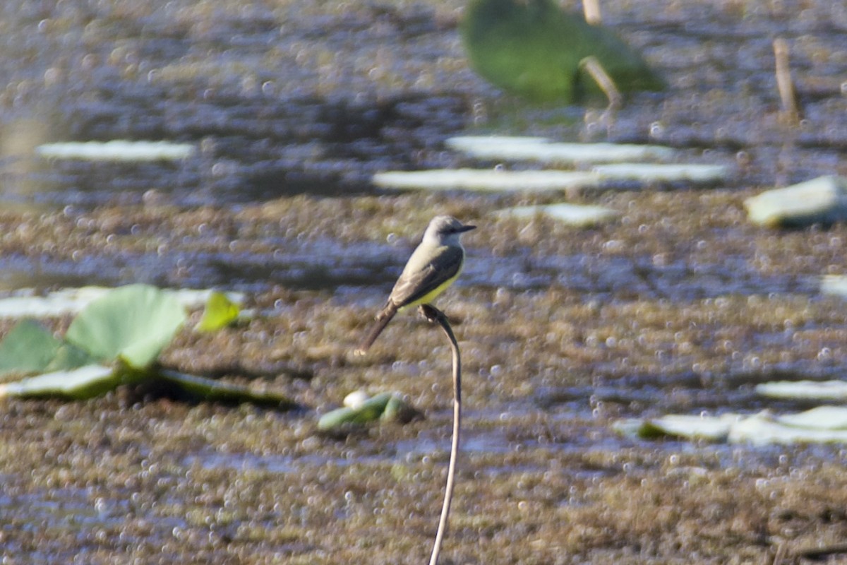 Western Kingbird - ML643987326