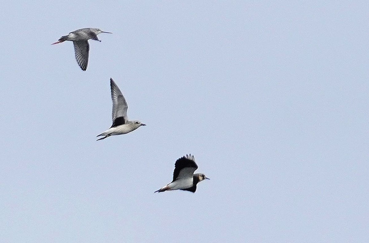 Black-bellied Plover - ML643987334