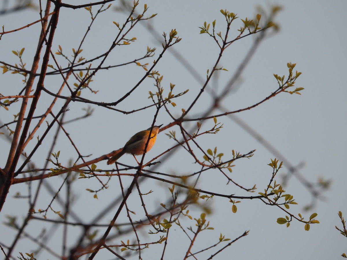 Желтогрудый апалис - ML643987339