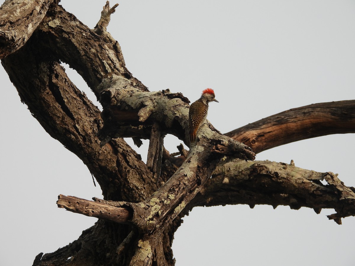 Cardinal Woodpecker - ML643987341