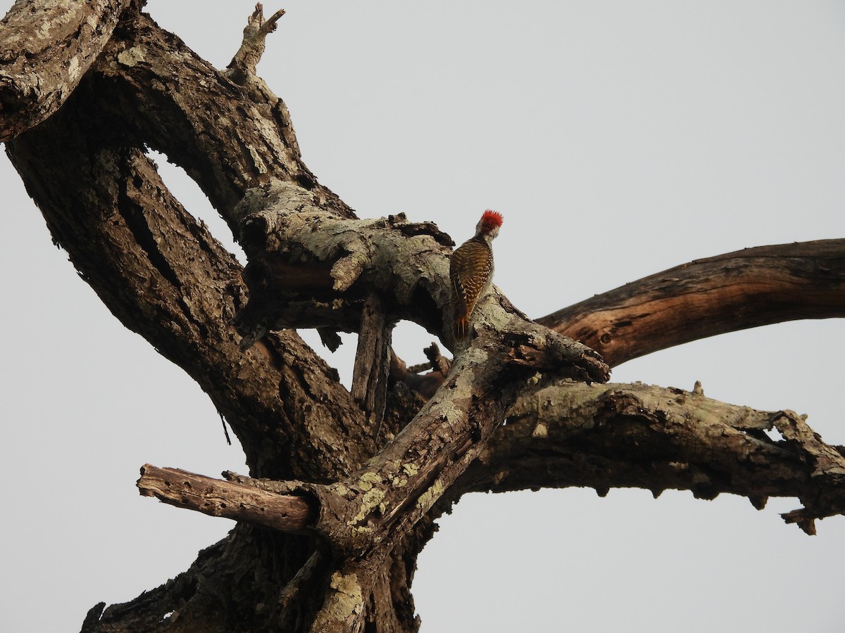 Cardinal Woodpecker - ML643987342