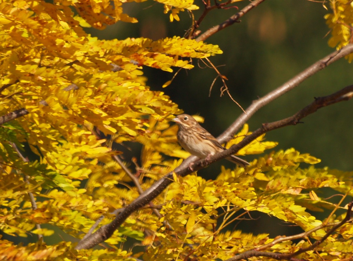 Vesper Sparrow - ML643987351