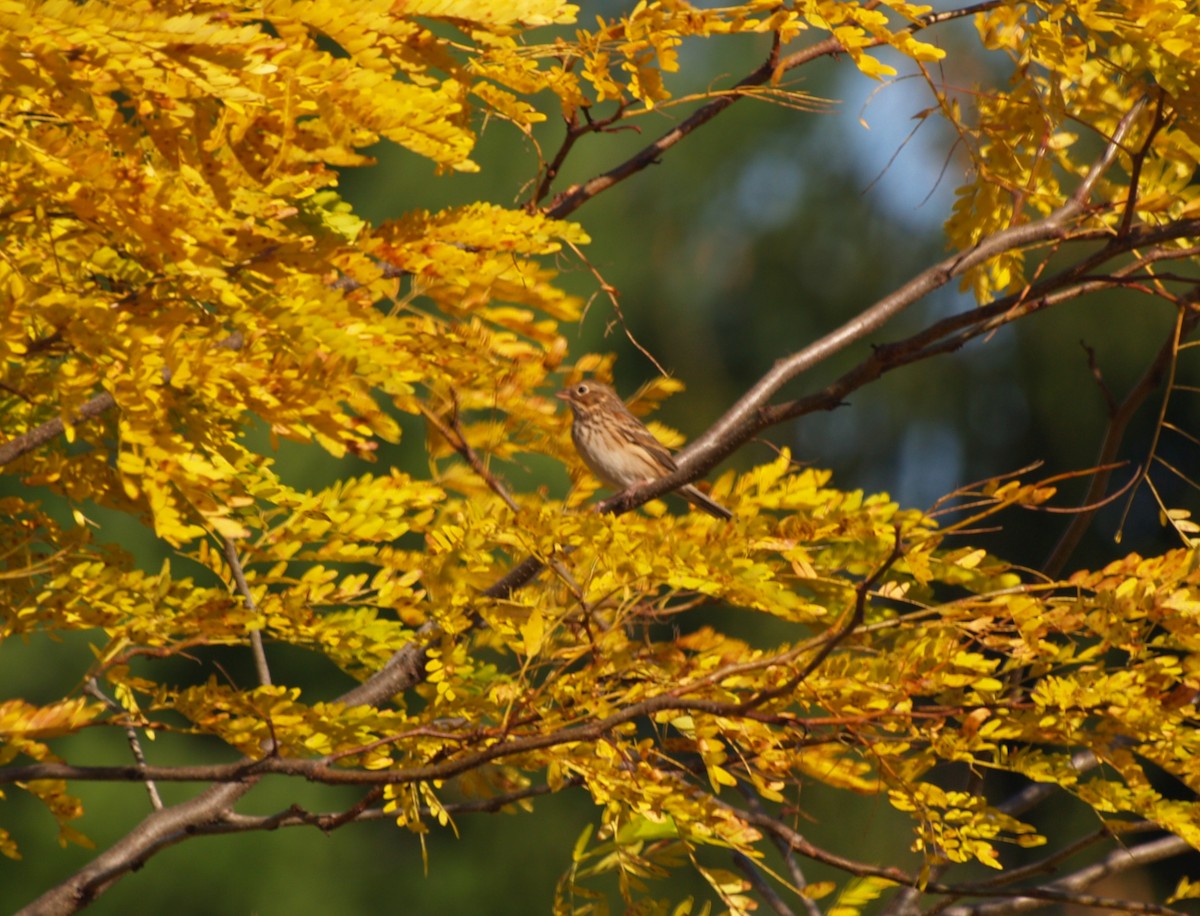 Vesper Sparrow - ML643987352