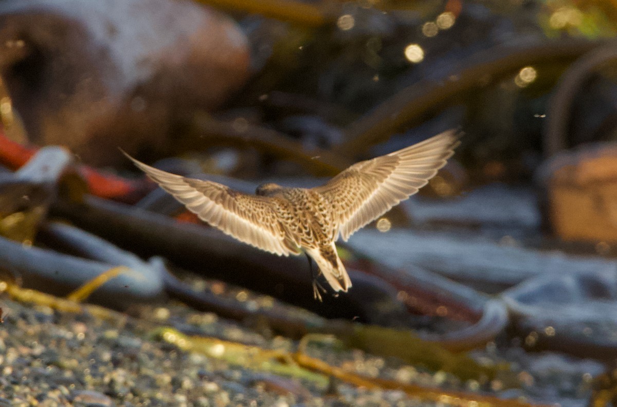 Baird's Sandpiper - ML643987398