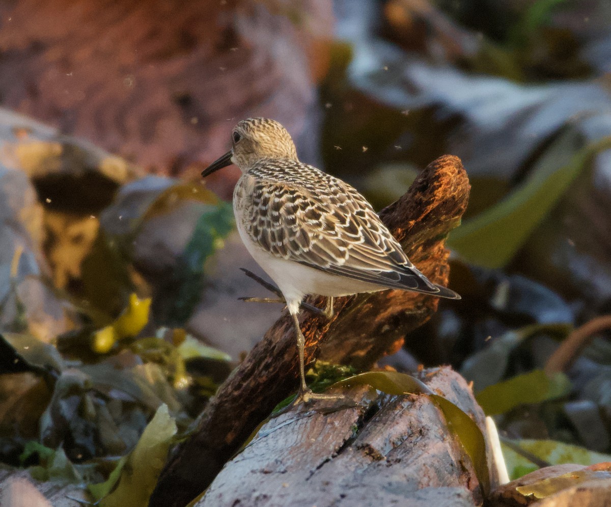 Baird's Sandpiper - ML643987399