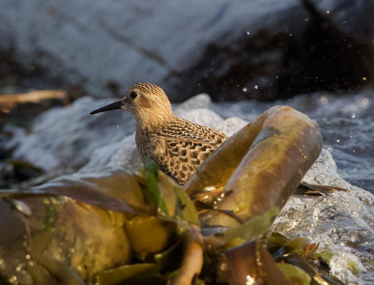 Baird's Sandpiper - ML643987400