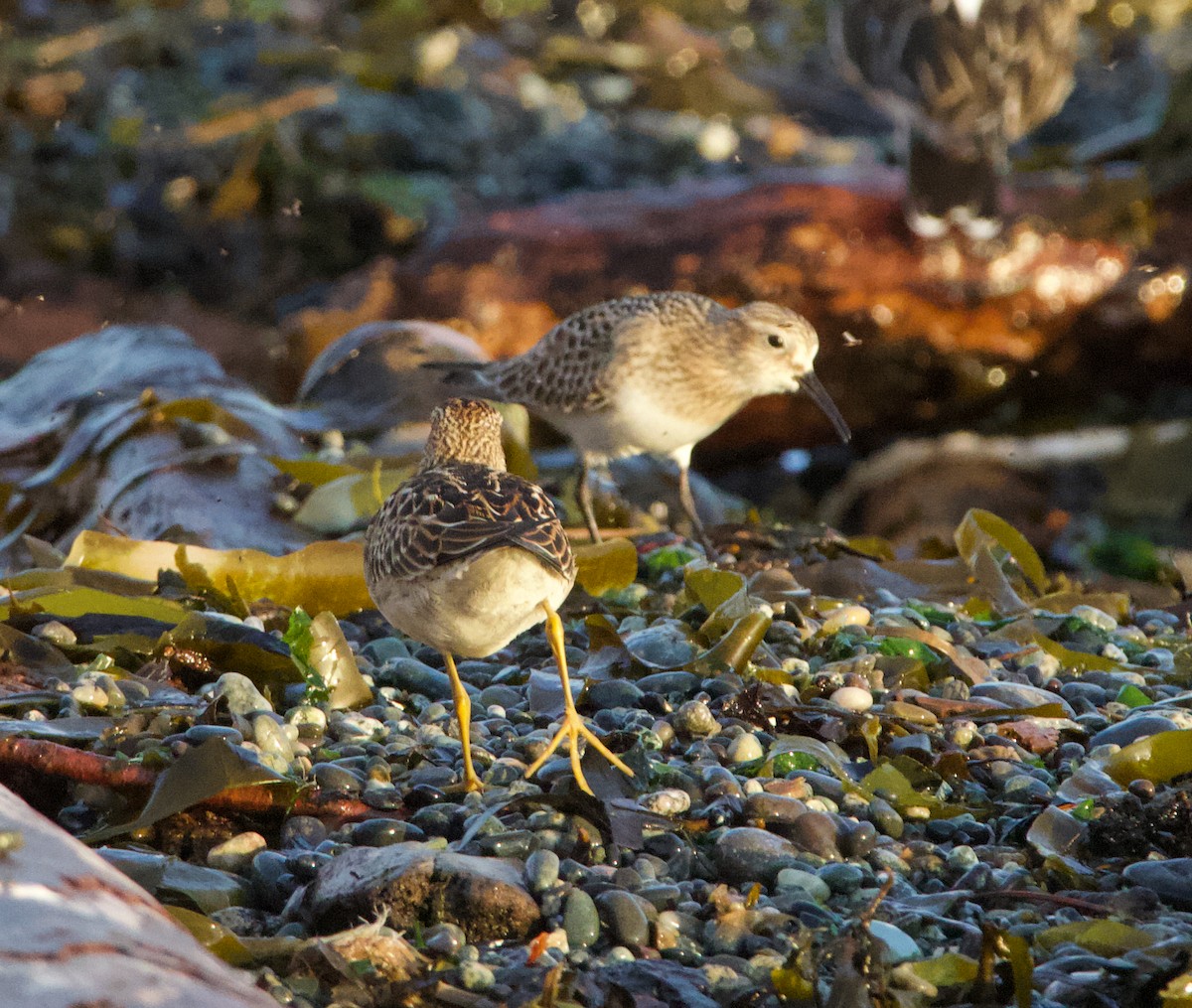 Baird's Sandpiper - ML643987401