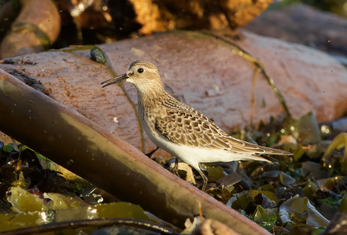 Baird's Sandpiper - ML643987402