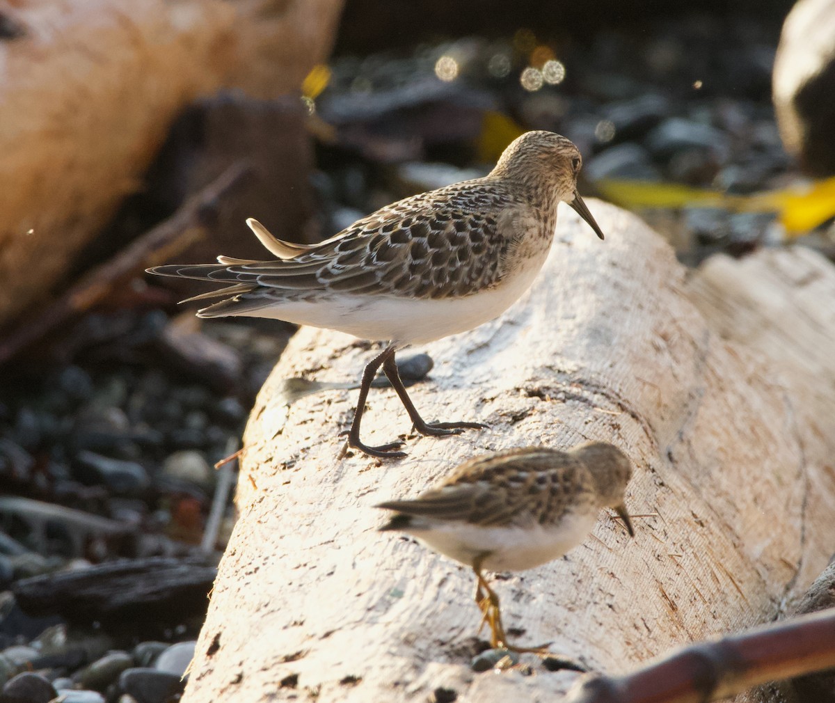 Baird's Sandpiper - ML643987403