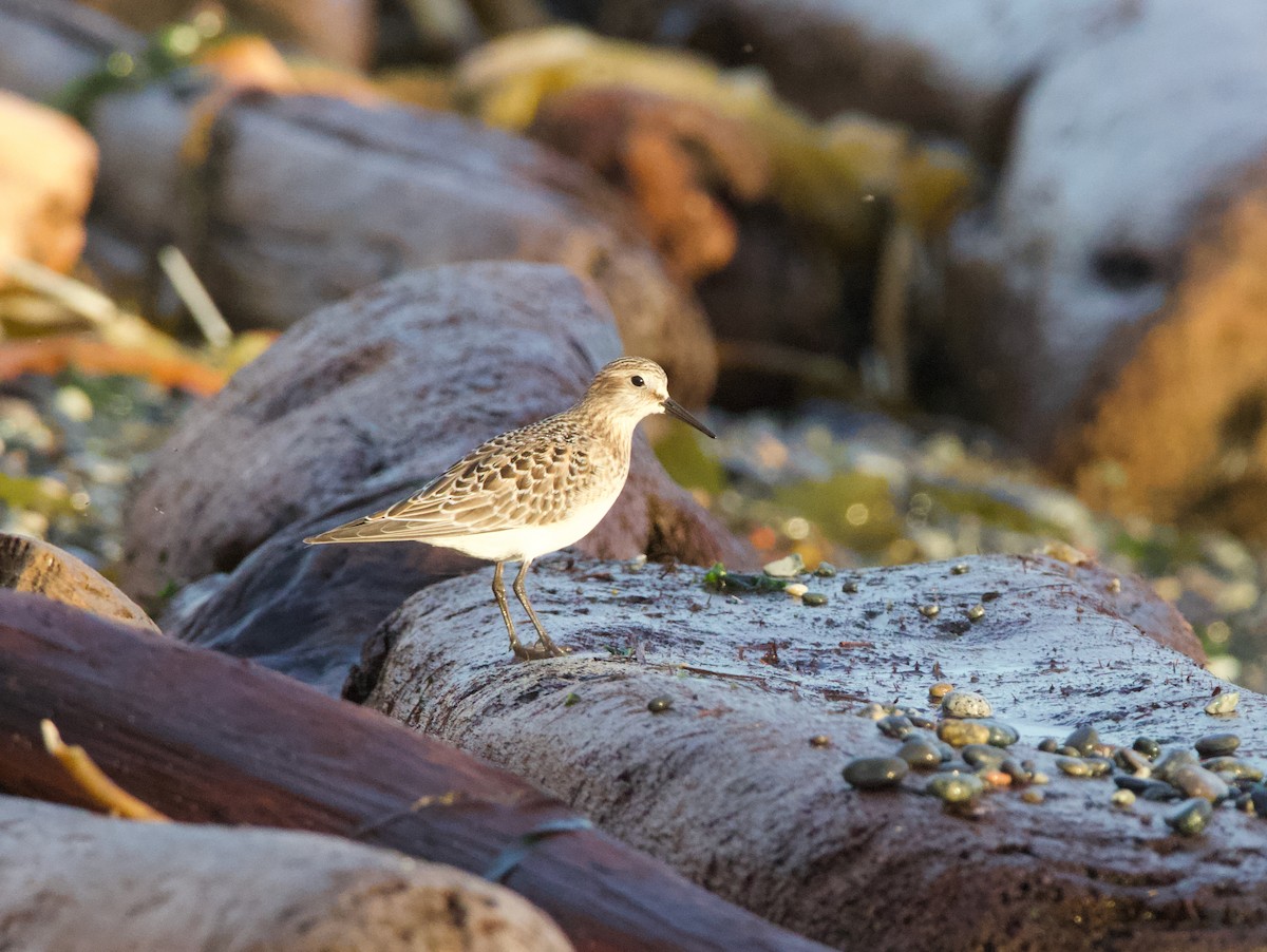 Baird's Sandpiper - ML643987404