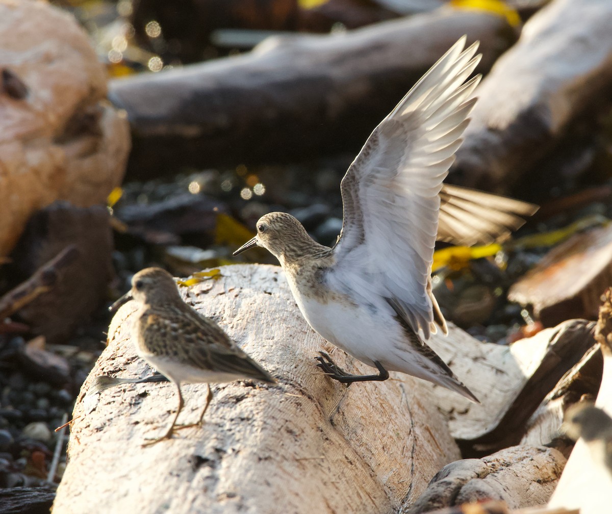 Baird's Sandpiper - ML643987405