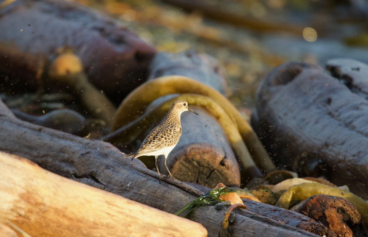 Baird's Sandpiper - ML643987406