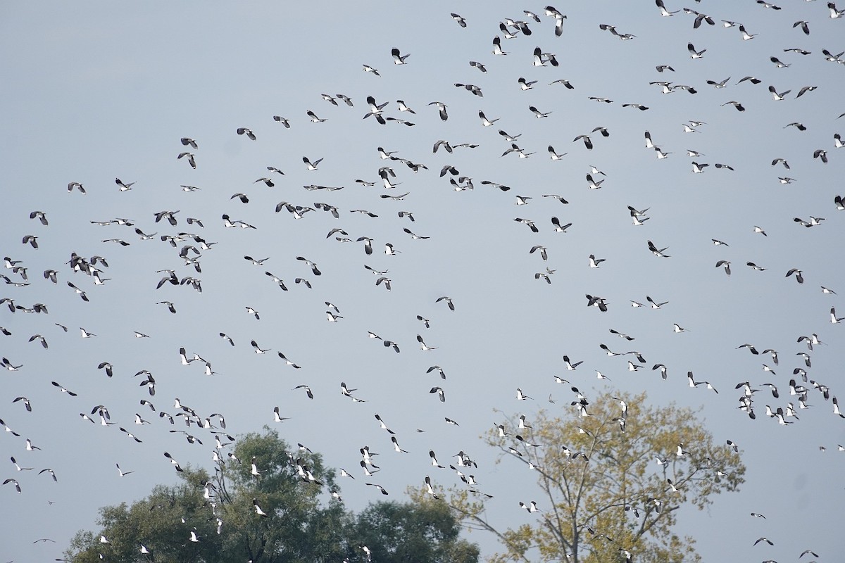 Northern Lapwing - ML643987407