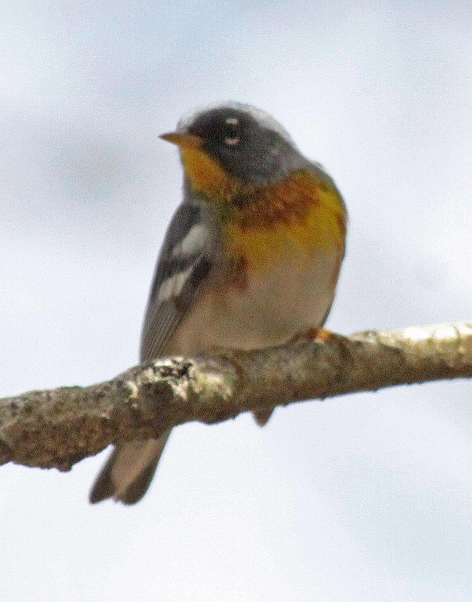 Northern Parula - ML643987409