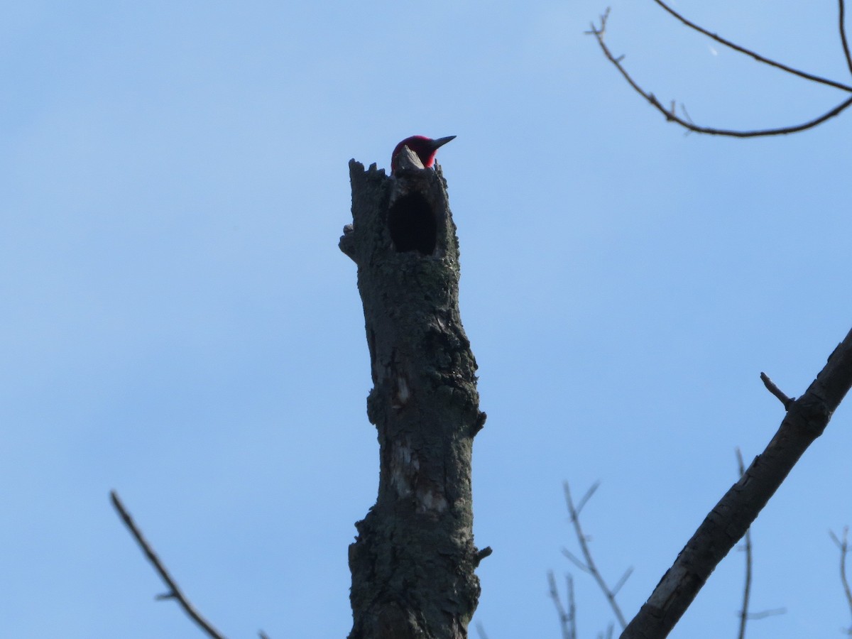 Red-headed Woodpecker - ML64398741