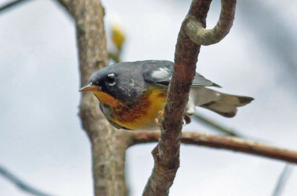 Northern Parula - ML643987410