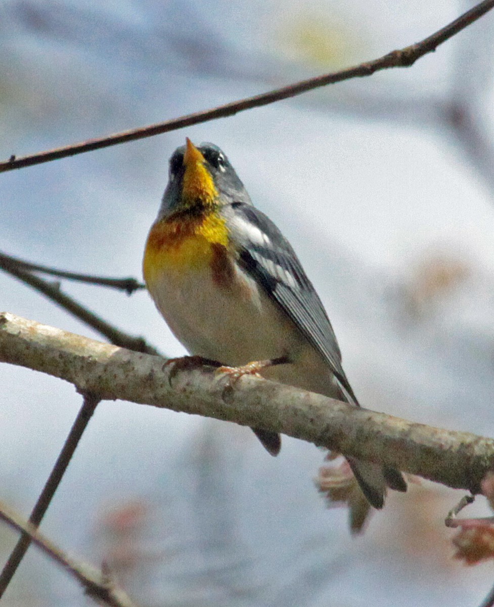 Northern Parula - ML643987412