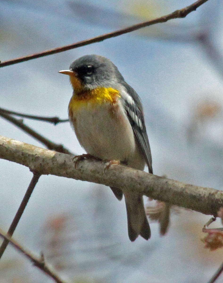 Northern Parula - ML643987413