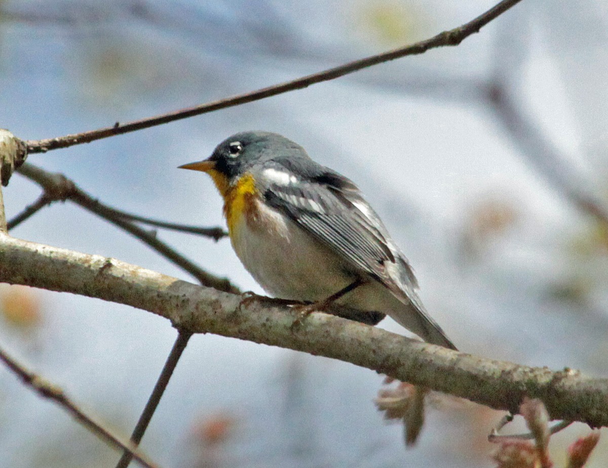 Northern Parula - ML643987415