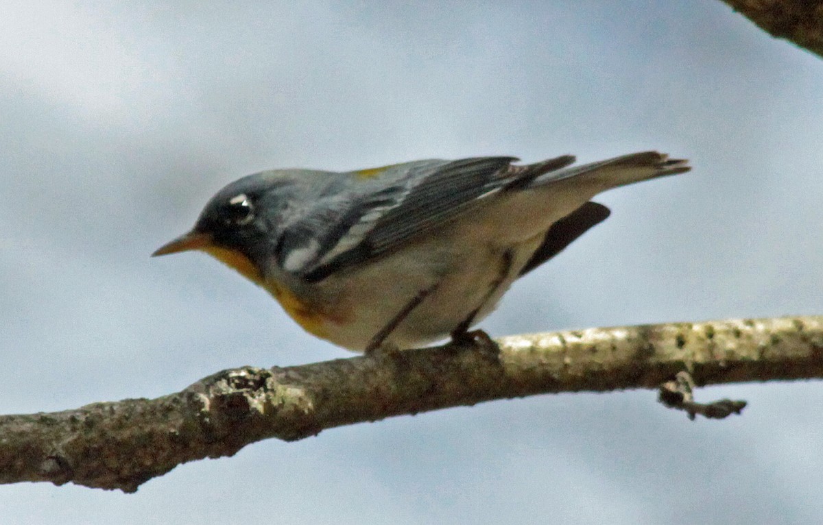 Northern Parula - ML643987417