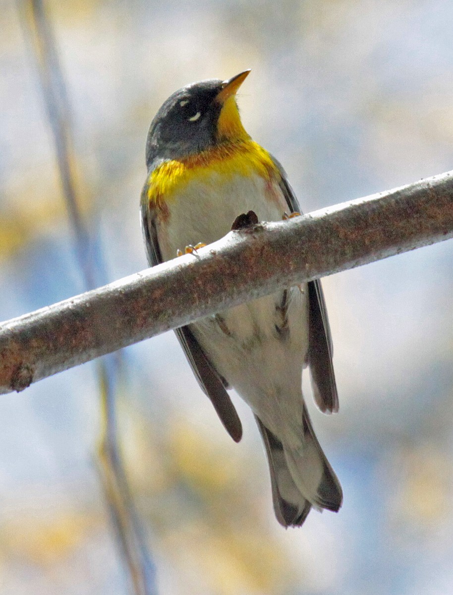 Northern Parula - ML643987418