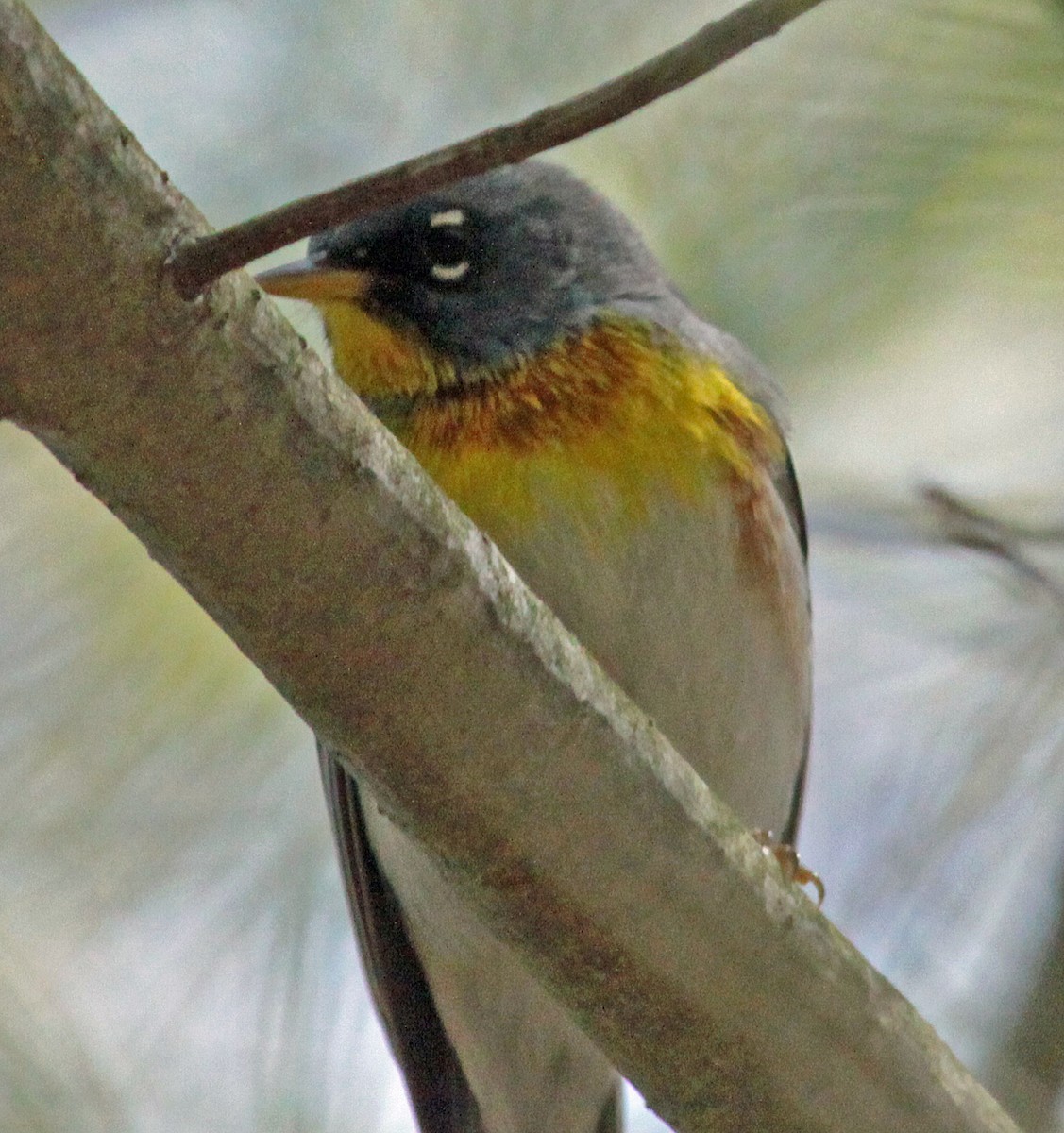 Northern Parula - ML643987420