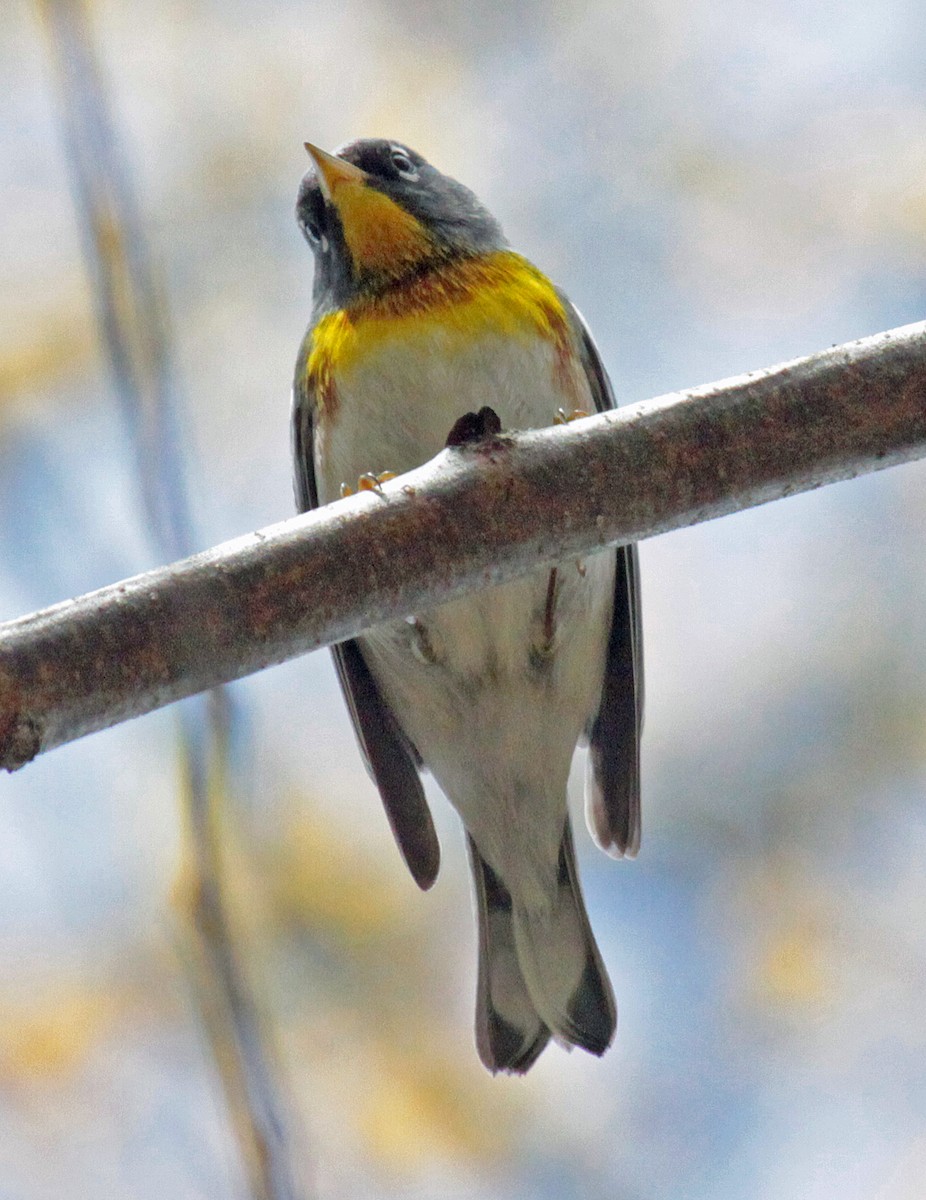 Northern Parula - ML643987421