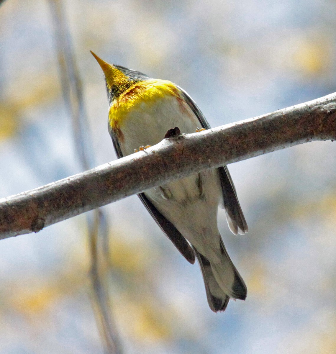 Northern Parula - ML643987422