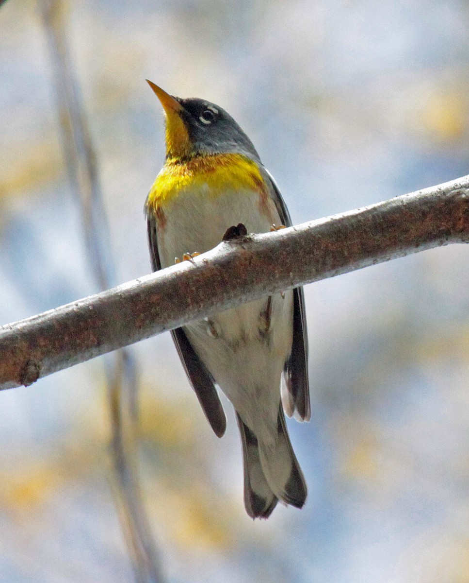 Northern Parula - ML643987423