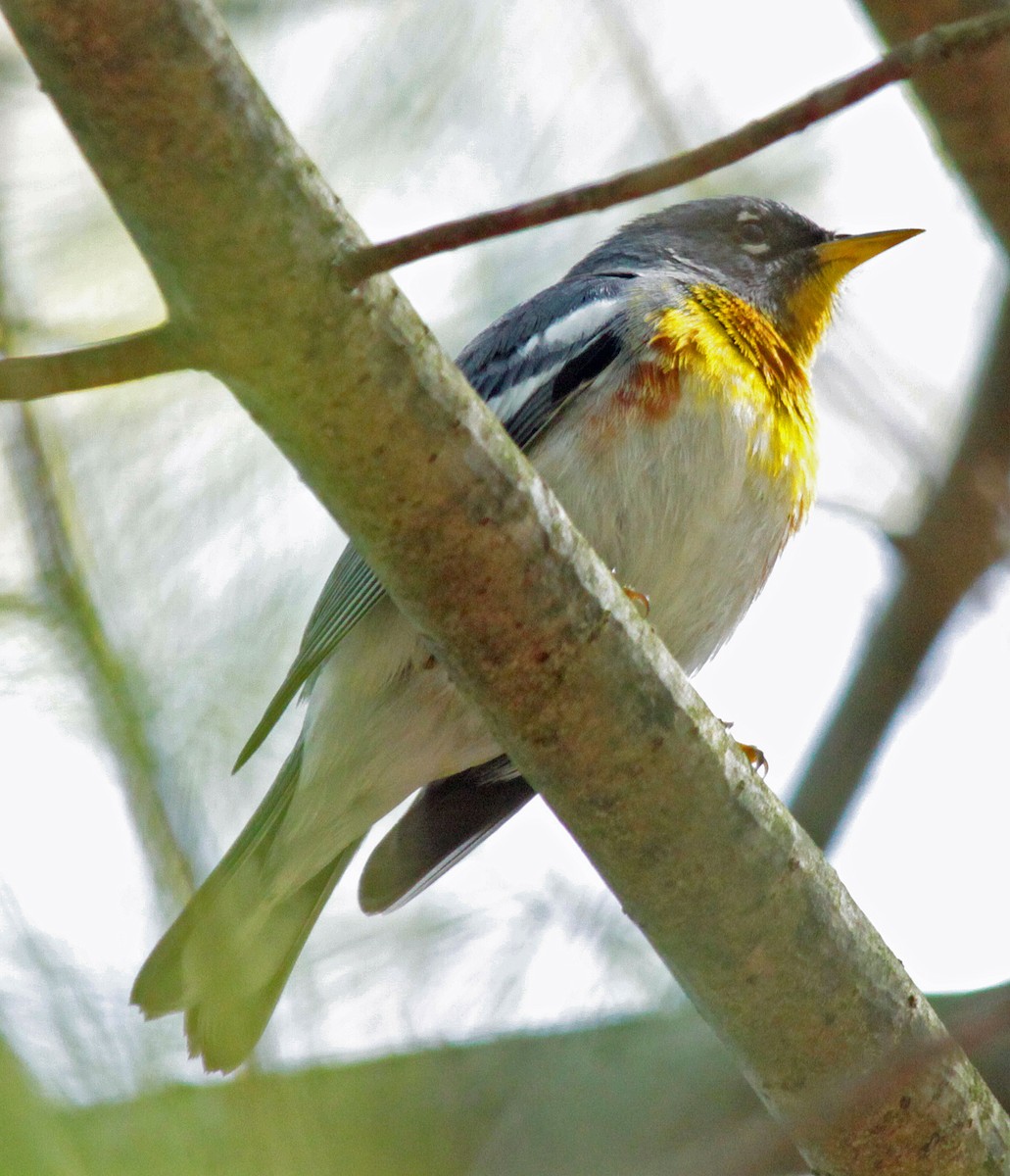 Northern Parula - ML643987424