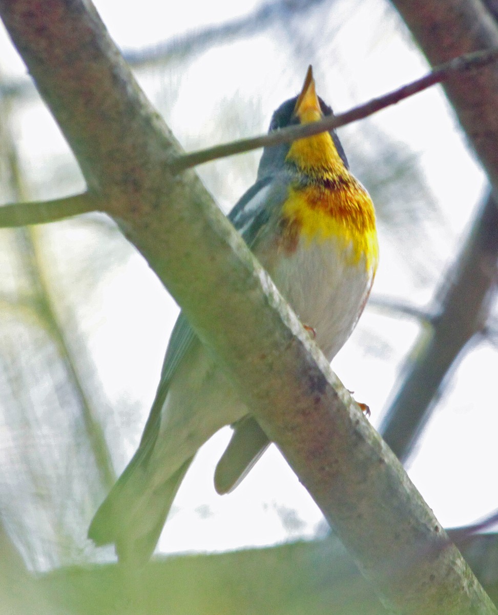 Northern Parula - ML643987425
