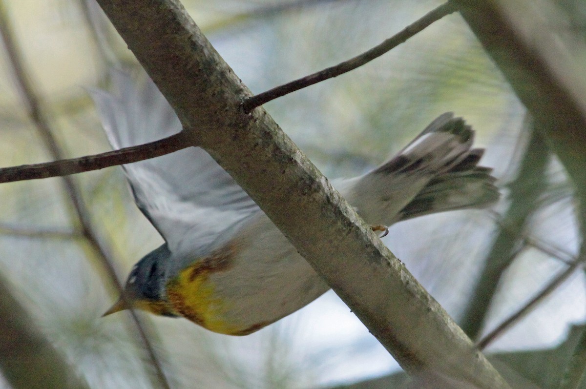 Northern Parula - ML643987427