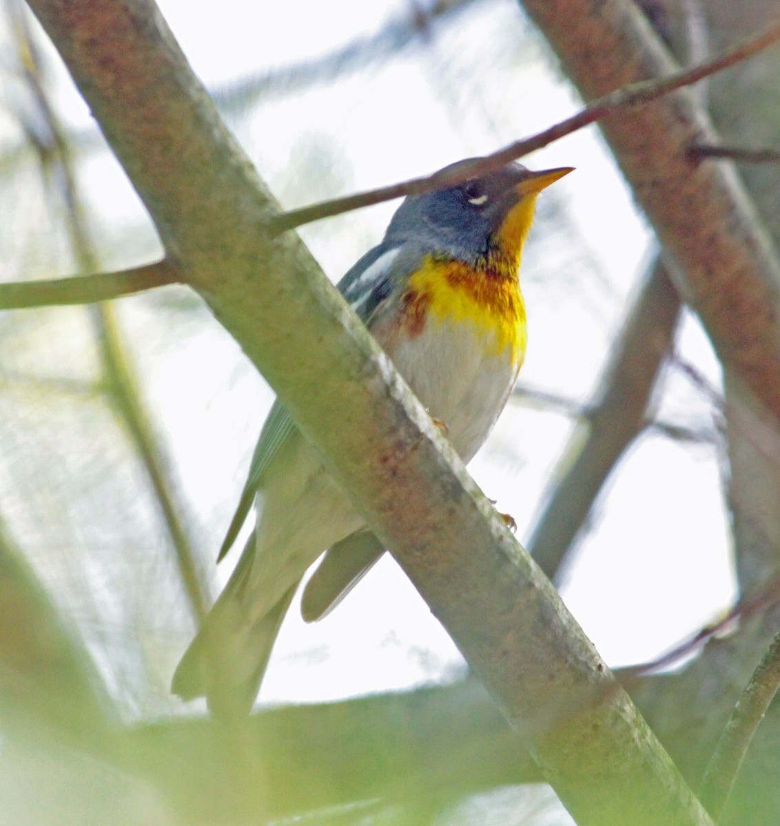 Northern Parula - ML643987428