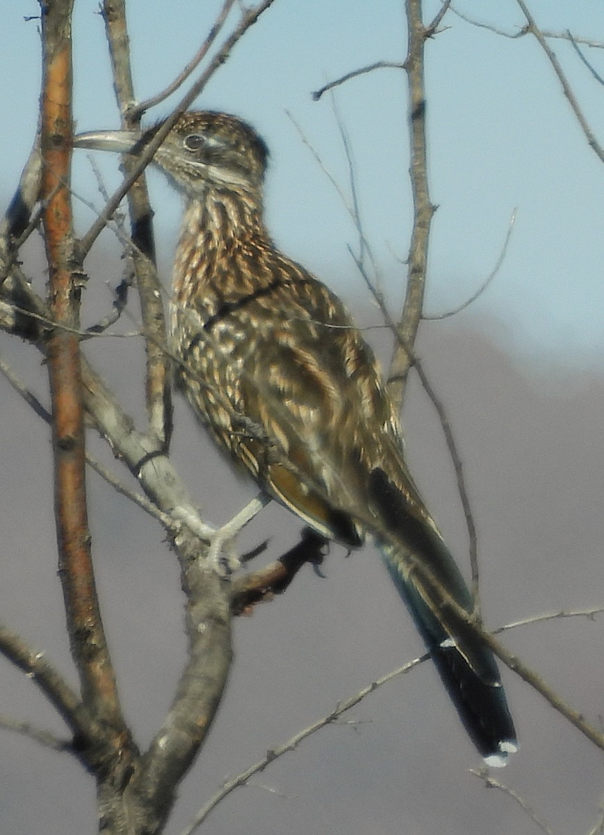 Greater Roadrunner - ML643987429