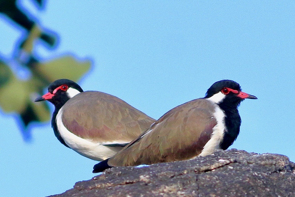 Vanneau indien - ML643987430